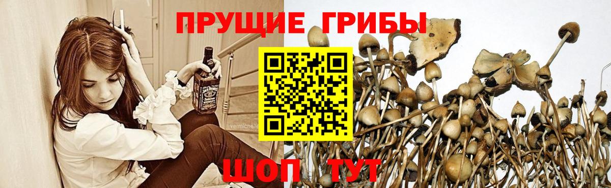 Галлюциногенные грибы прущие грибы Губаха